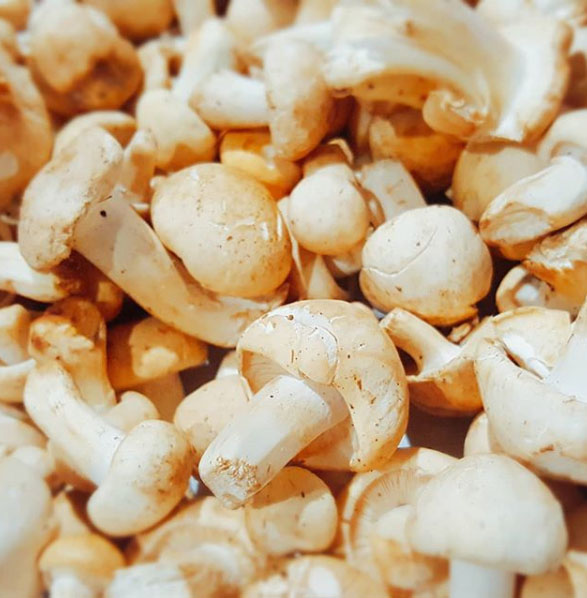 Perretxicos en Santander - La Bombi